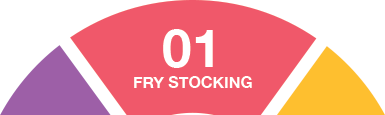 Fry Stocking